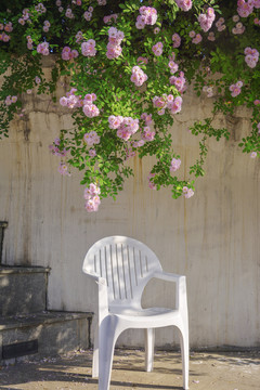 蔷薇花下的白色椅子