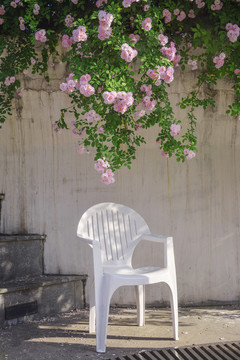 蔷薇花下的白色座椅