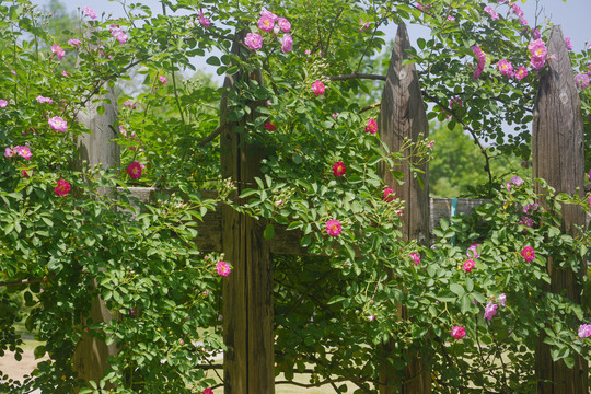 木栅栏与蔷薇花