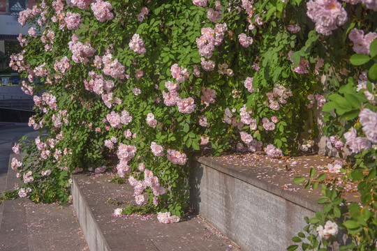 花开花落