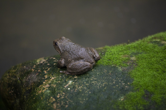 人工生态养殖石蛙