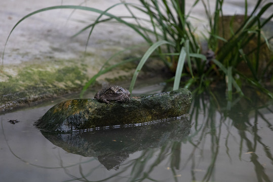 人工生态养殖石蛙