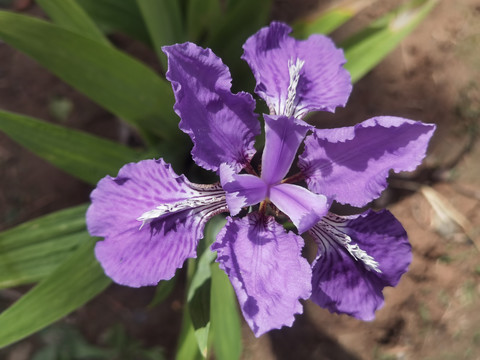 鸢尾花