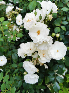 白色蔷薇花