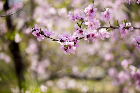 桃花