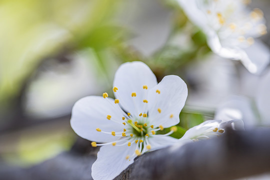 梨花