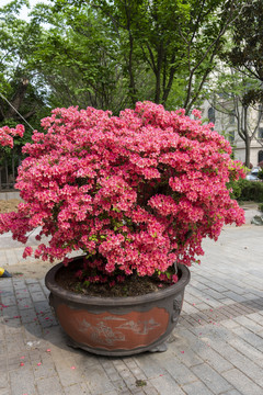 杜鹃花映山红