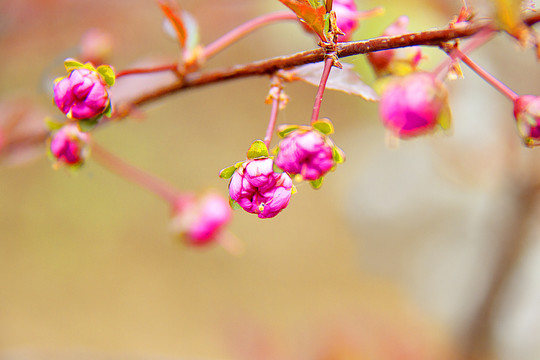 榆叶梅花蕾