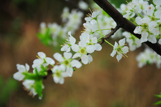 李花