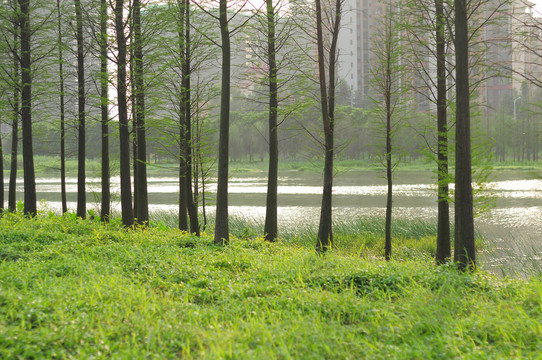 河道风景