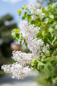 丁香花