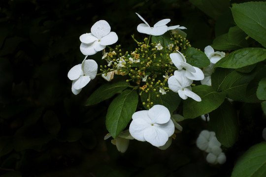 琼花