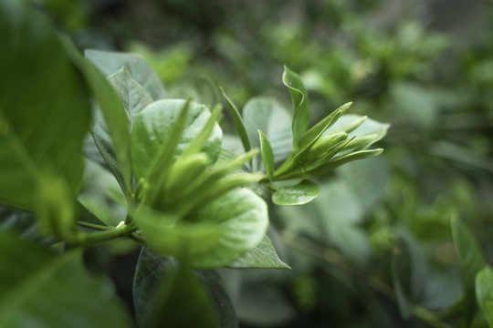 栀子花