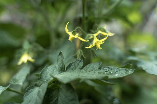 西红柿开花