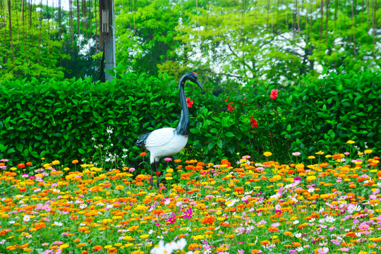 白鹤和花海