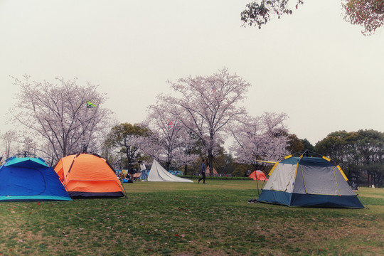 公园搭帐篷