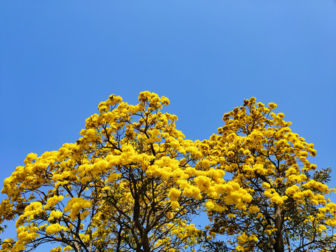 黄花风铃木