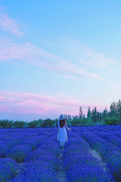 花海薰衣草美女