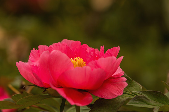 中国山西太原市永祚寺牡丹