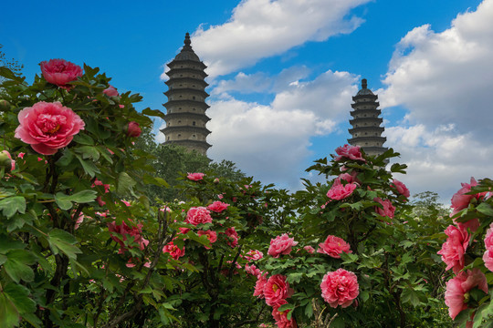 中国山西太原市永祚寺牡丹