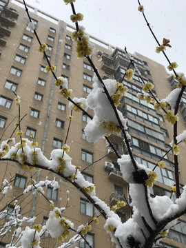 树枝上的雪