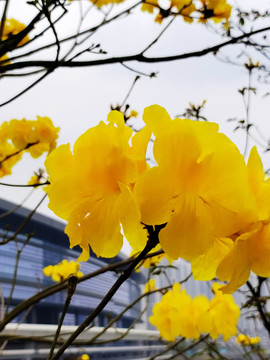 黄花风铃木花