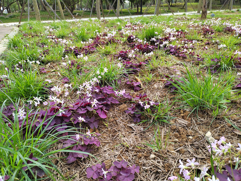 紫色四叶草丛