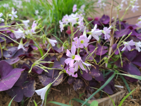 紫色四叶草