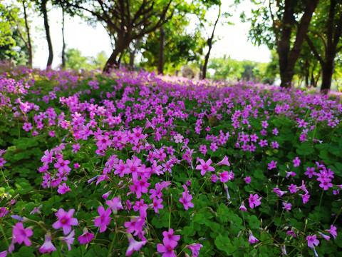 红花酢浆草