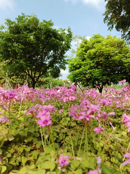 红花酢浆草