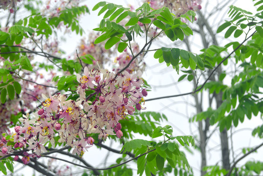 观赏乔木节荚决明花朵特写