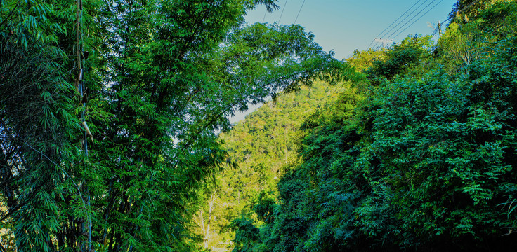 高山植被