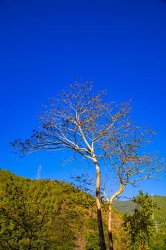 高山树木