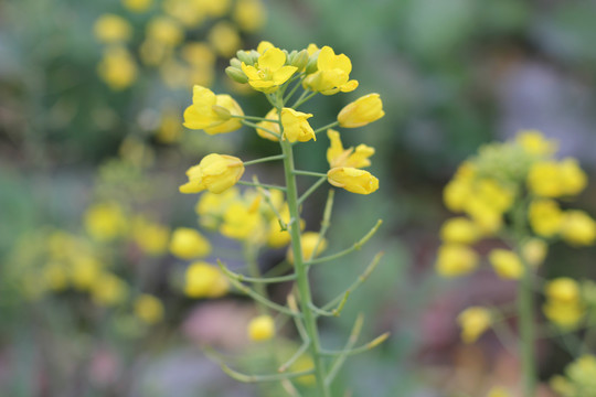 油菜花