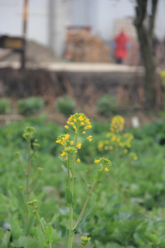 油菜花