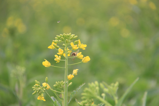 油菜花