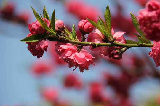 桃花