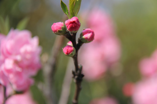 桃花