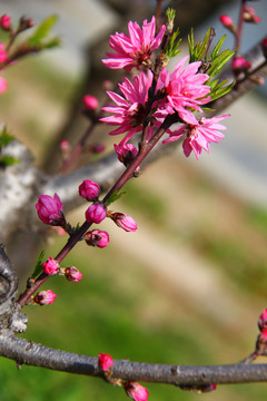 桃花