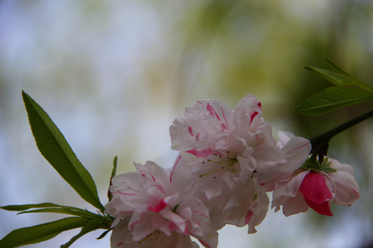 桃花