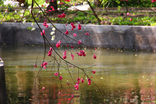 桃花