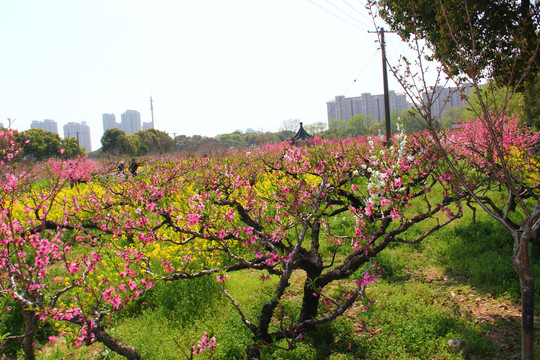 桃花