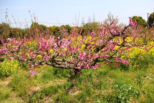 桃花