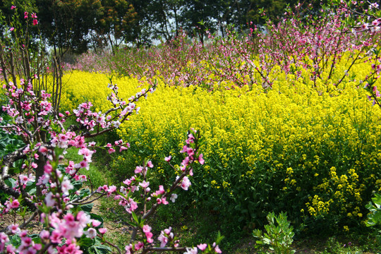 油菜花