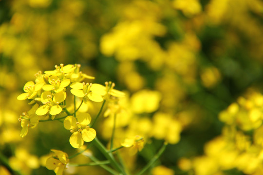 油菜花