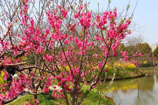 桃花