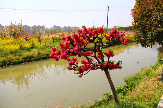 桃花