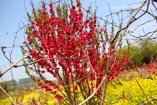 南汇桃花