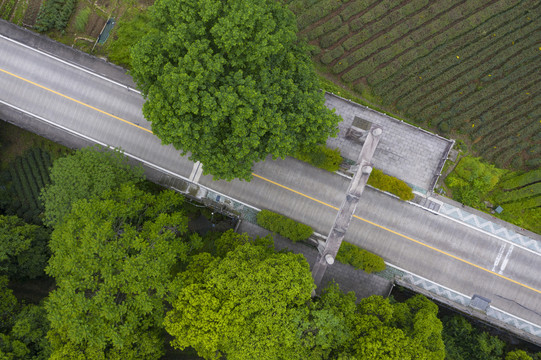 杭州西湖景区梅家坞梅灵路隧道