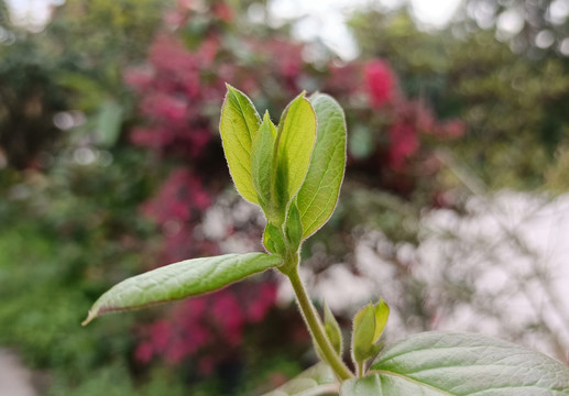 金银花苗苗